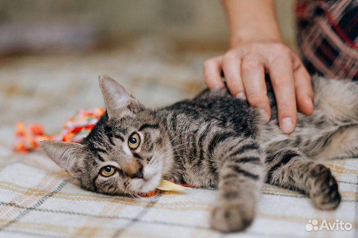 Котенок ищет дом