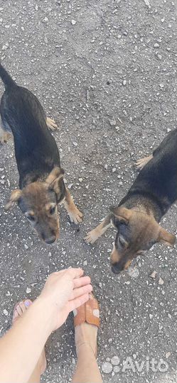 Собака в добрые руки отдам бесплатно