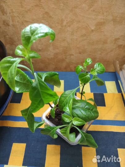 Комнатные растения