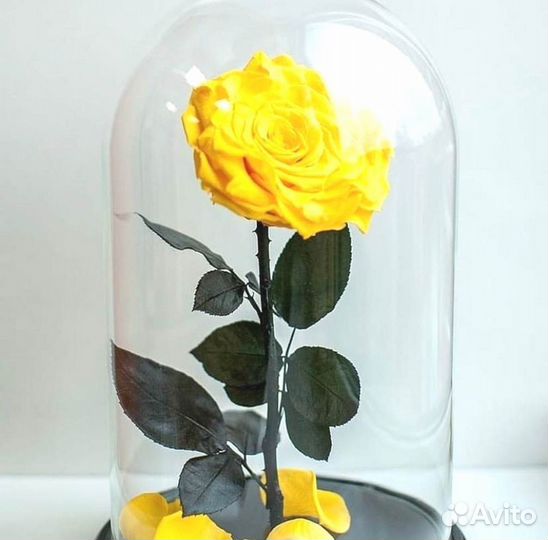 Живая роза в колбе