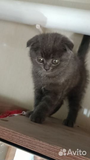 Шотландская вислоухая голубая