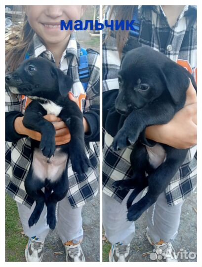 Отдам щенков