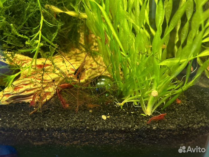 Аквариумные креветки