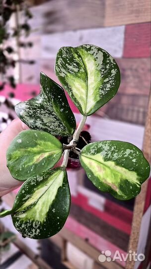 Очень красивые хойи