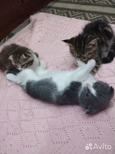 Шотландские котята