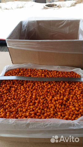 Облепиха садовая крупная