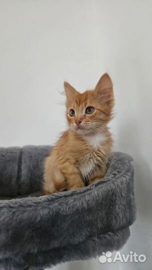 Милый котенок хочет домой