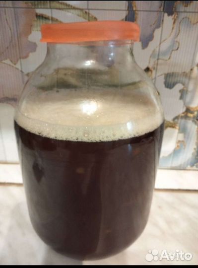 Винный- квасной и чайный гриб