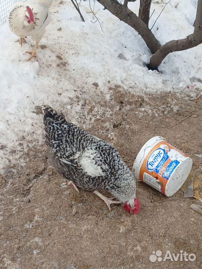Петух породистый продажа или обмен на кур