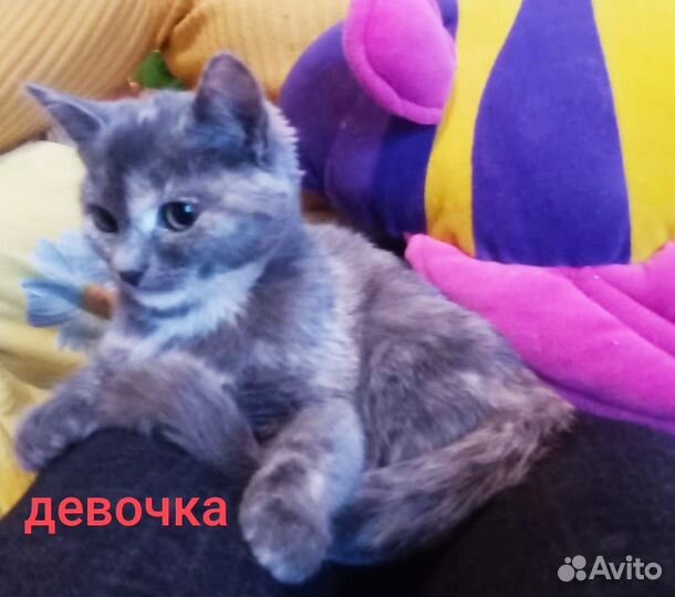 Кошечка