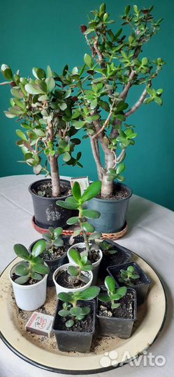 Толстянки большие и маленькие