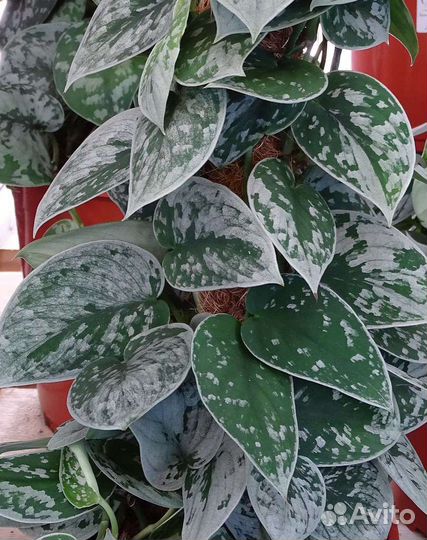 Ароидные. Scindapsus/Сциндапсусы, эпипремнумы