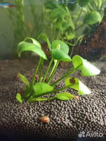 Аквариумное растение, пистия