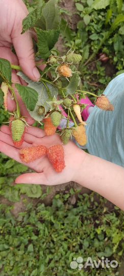 Малина разные сорта