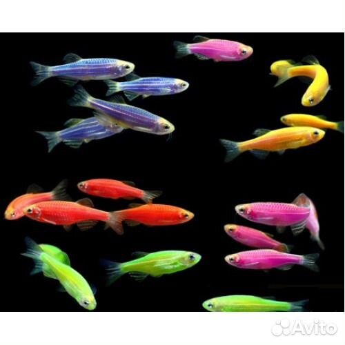 Неон голубой и большое количество других рыб