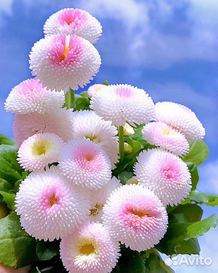 Маргаритки