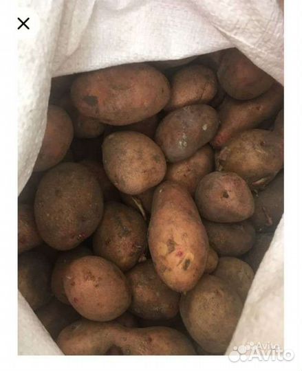 Продам картофель