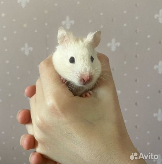 Сирийский хомяк