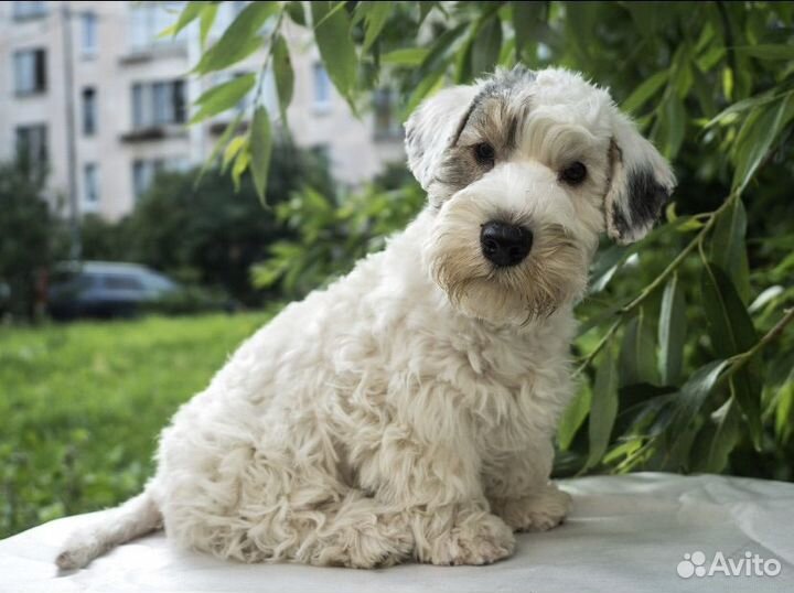 Селихем-терьер