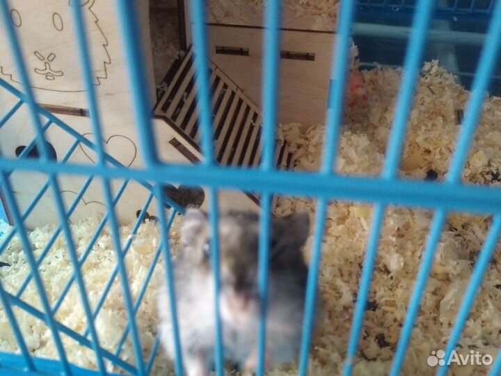 Хомячки девочки