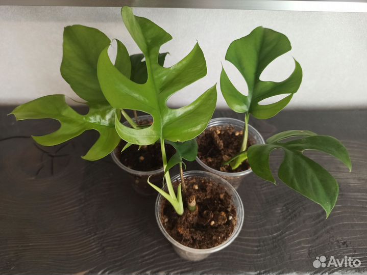 Комнатные растения