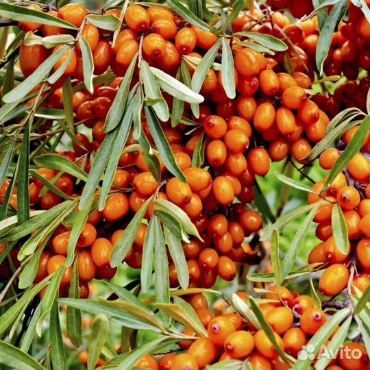 Облепиха свежая