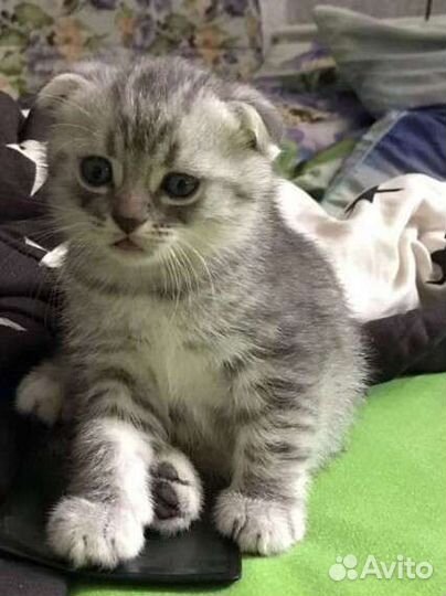 Британская