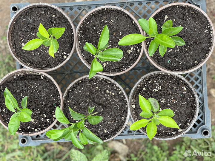 Саженцы мандаринового дерева