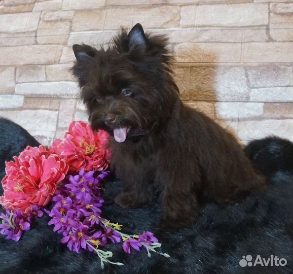 Йоркширский терьер шоколадная девочка
