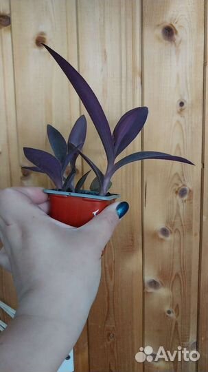 Сеткреазия