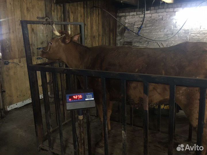 Продам тёлок, живым весом