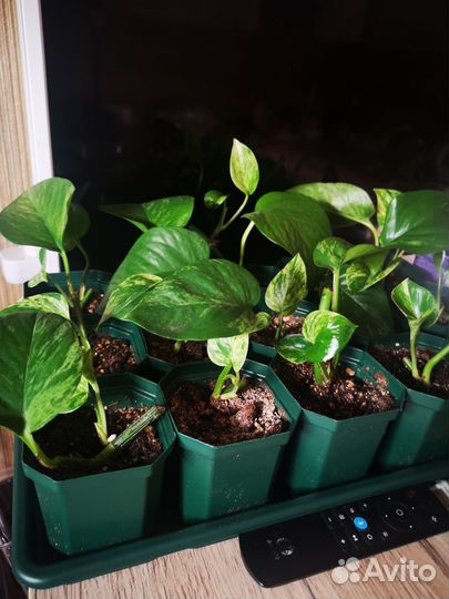 Эпипремнум золотистый