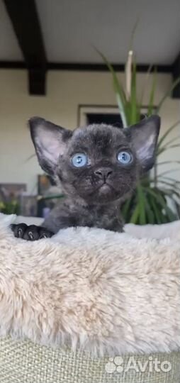 Лучший черный мальчик