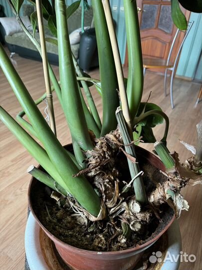 Замиокулькас