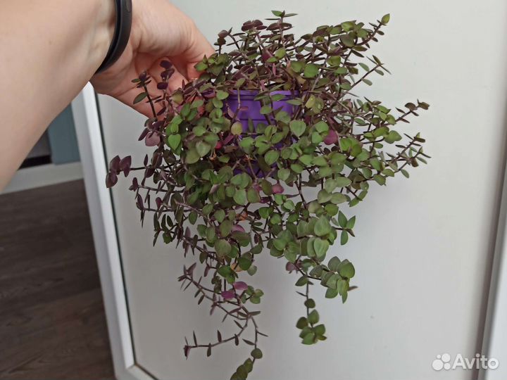 Каллизия мелколиственная ползучая