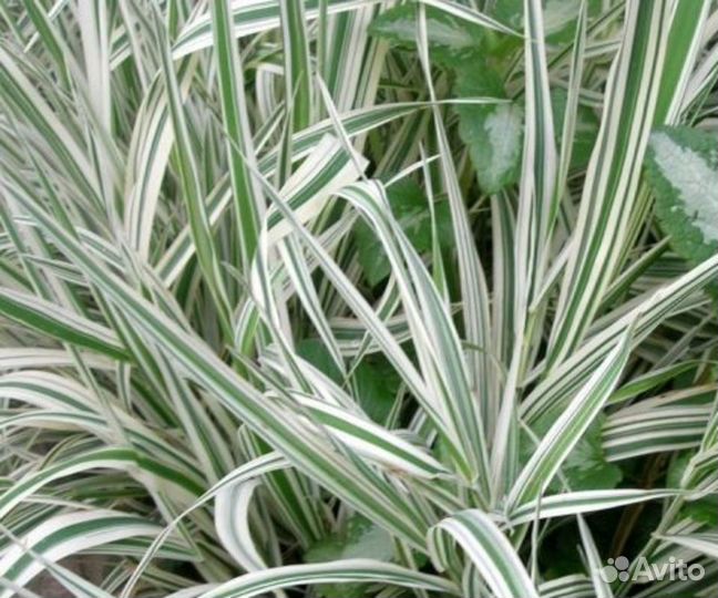 Фалярис тростниковый. Саженцы, рассада