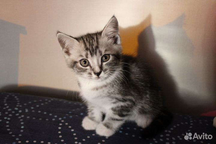 Котята в добрые руки, мальчик, 2 мес