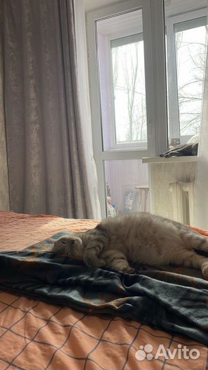 Котята британские