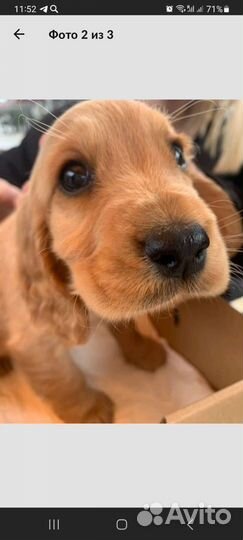 Английский кокер спаниель Вязка