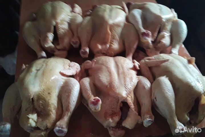 Бройлер домашние куры мясо тушка птица