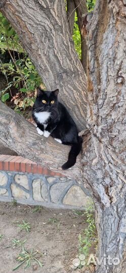 Кошечка Мика