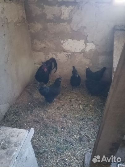 Куры и цыплята