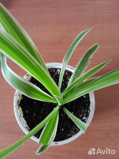 Хлорофитум