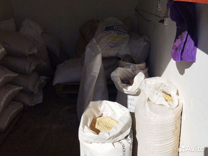 Кукуруза др