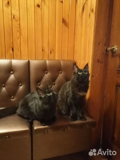 Котята мейн-кун