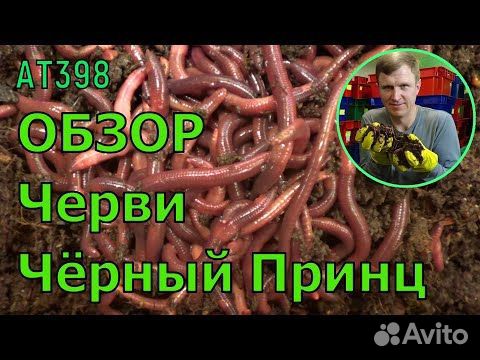 Черви Чёрный Принц