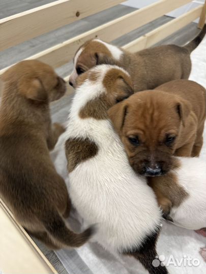Щенки