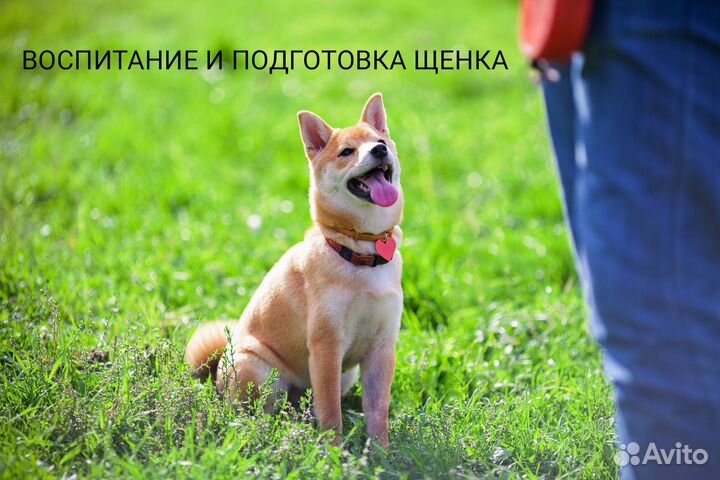 Дрессировка. коррекция поведения