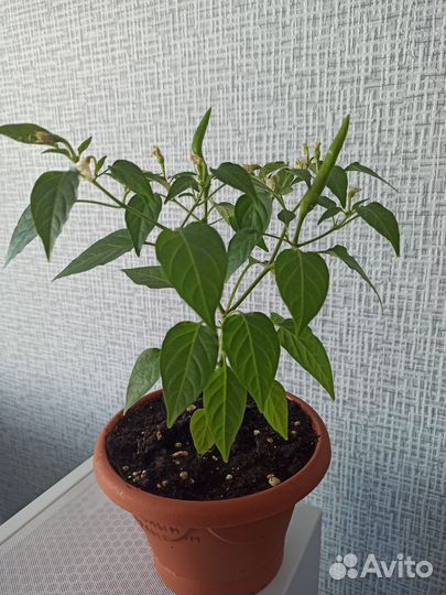 Перчик комнатный