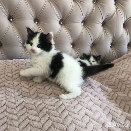 Котята мейн кун